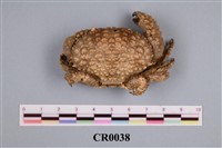 藏品(紫扇子蟹)的圖片